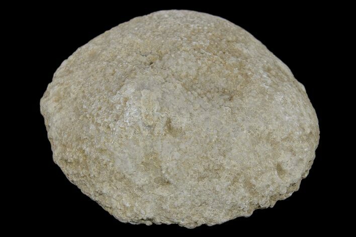 Silurain Fossil Sponge (Astraeospongia) - Tennessee #174243